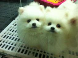 博美爆料新闻事件真相视频,揭秘新闻事件背后真相 第2张 博美爆料新闻事件真相视频,揭秘新闻事件背后真相 第2张